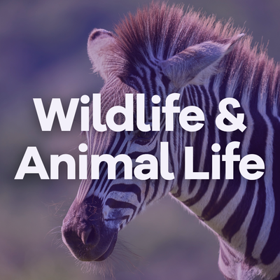 Image Wildlife & Animal Life
